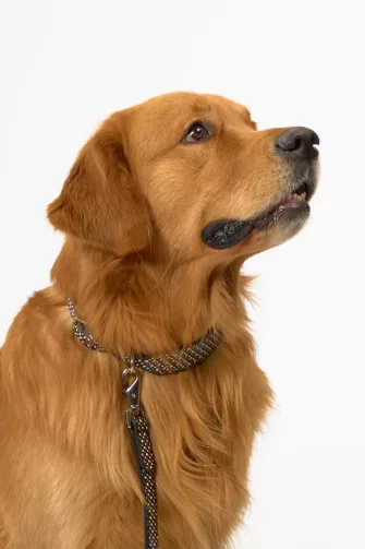 Dog Collar nyakörv