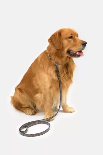 Dog Leash póráz